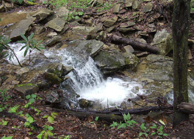 Stream By Treehouse